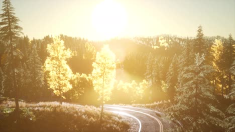 Forest-under-Sunrise-Sunbeams